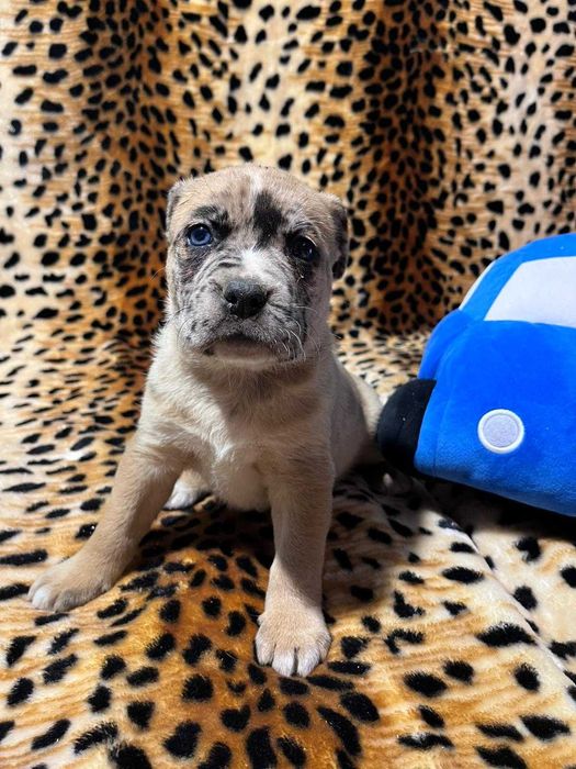 Amstaff suczka merle