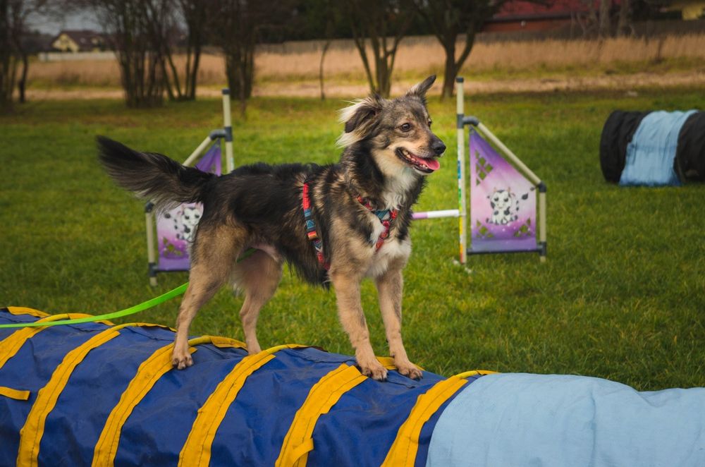 Sportowiec Edi szuka domu