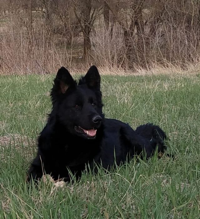 Два черно подпалых мальчика .Длинношерстные.