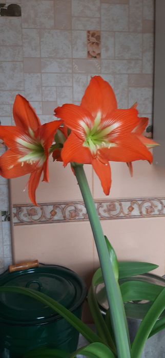 Фиалка комнатная
