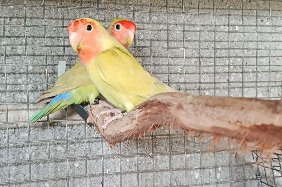 Casal agapornis Roseicollis sexados