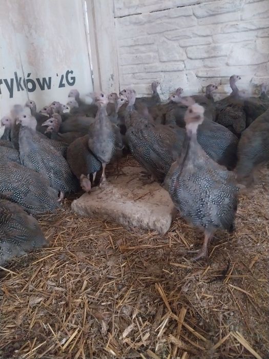 Perliczki brojlerowe piękne zdrowe duże