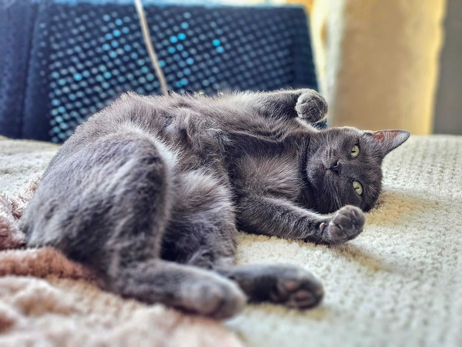 Do odpowiedzialnej adopcji cudowna kotka