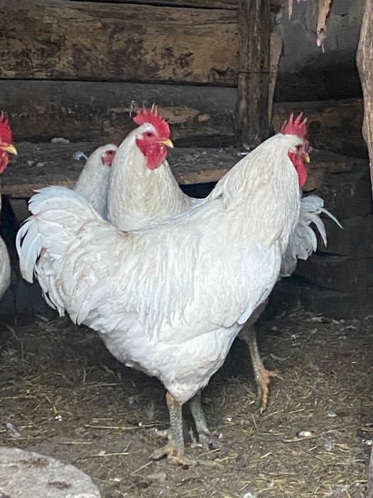 Продам півнів Джерсійський гігант