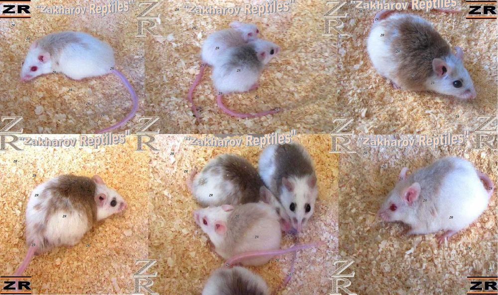 Кормовые крысята - Мастомисы. Киев, от 10 шт.