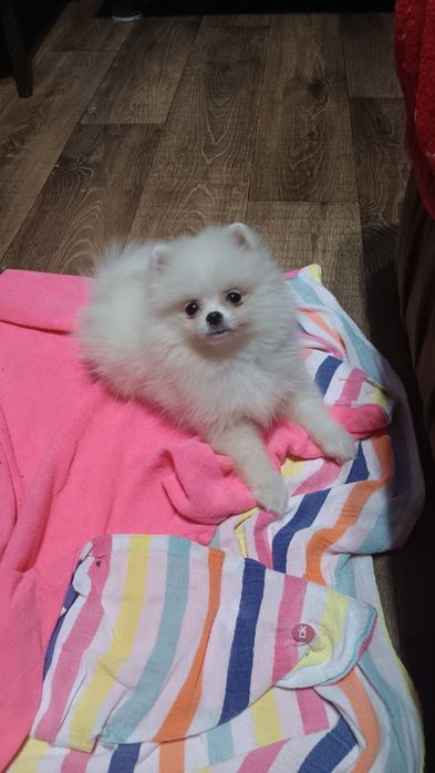 Дівчинка померанський шпиць