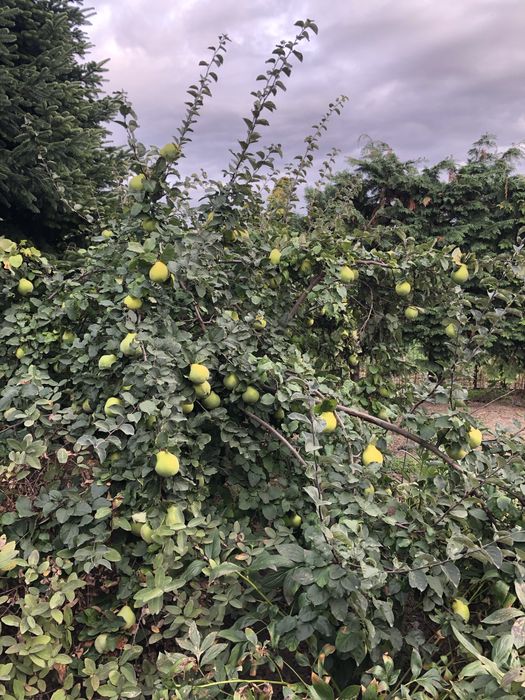 Pigwa owoce ekologiczne..