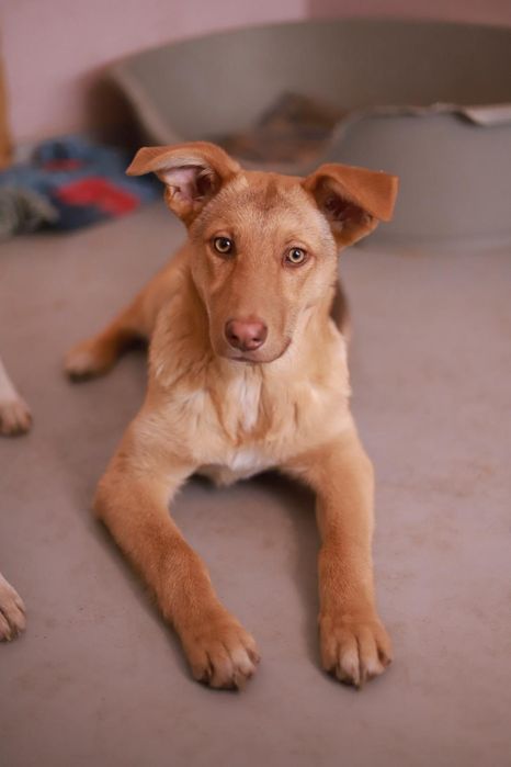 8 miesięczna suczka szuka nowego domu,  do adopcji