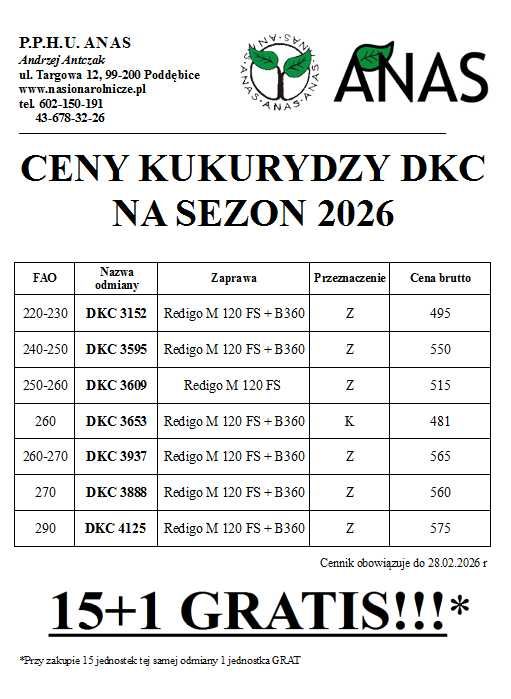 Pszenica jara Kwalifikowany materiał siewny C1 WPB Pebbles