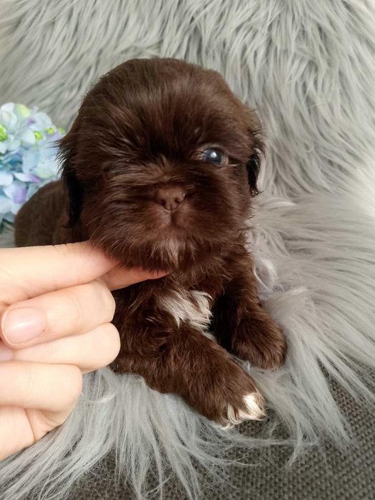 Piękny chłopak rasy Shih-Tzu szuka domku