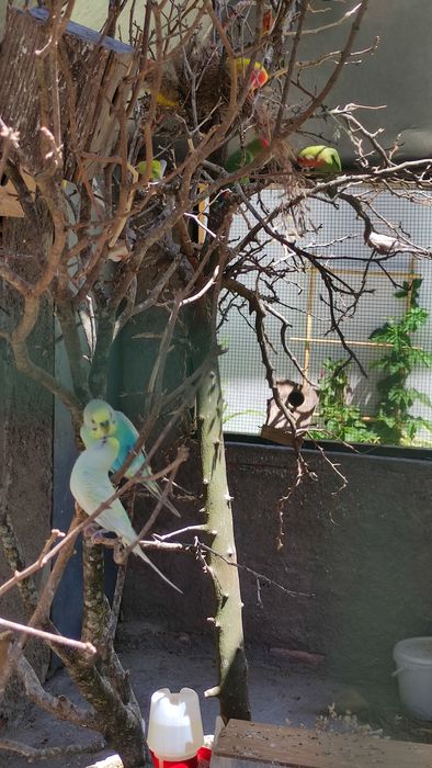 Pássaros: roseicolli