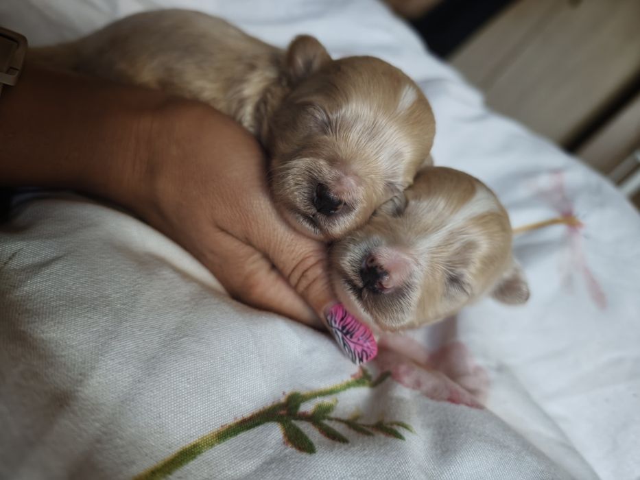 Maltipoo piesek  wolny do rezerwacji