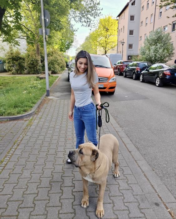 Доставка животных заграницу. Перевозка в Європу. Доставка тварин.