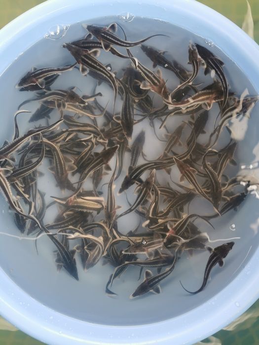 Приймаємо замовлення на малька