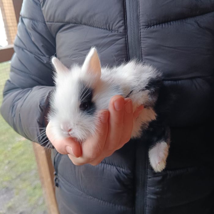 Króliki miniaturki