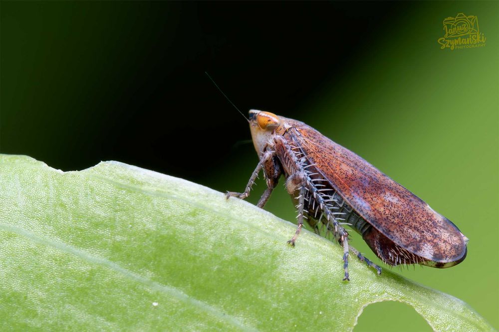 Ręcznie wykonany dyfuzor MACRO Sony/Olympus/Panasonic/Nikon/Fuji/Canon