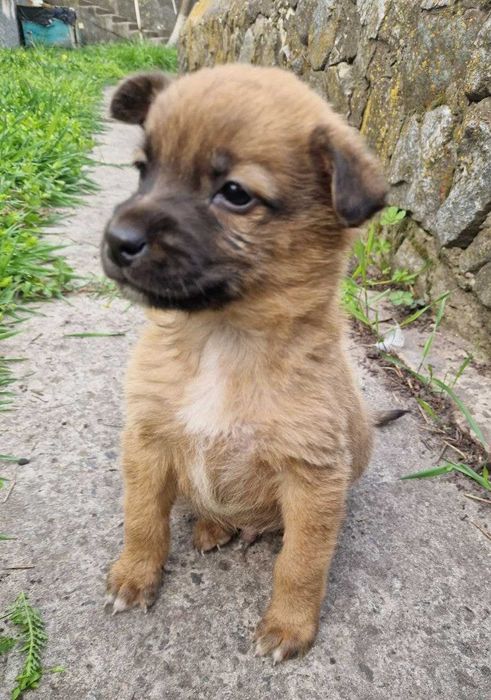 Чарівні цуценята шукають родини!