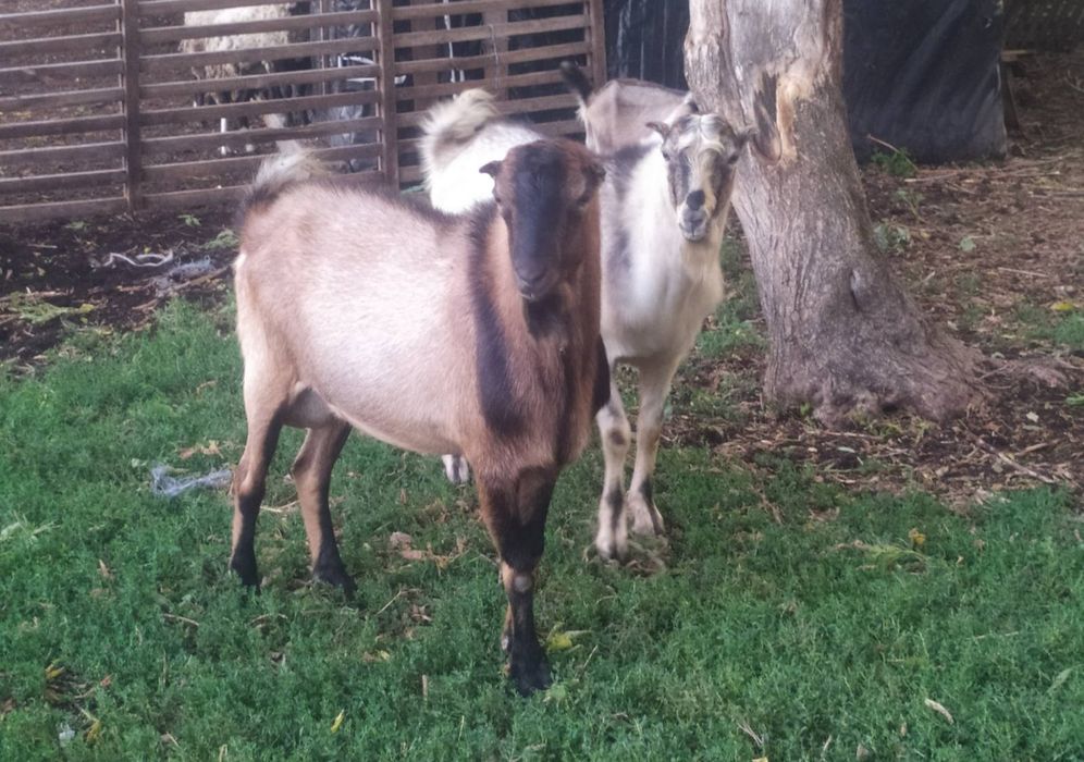 Продам цапи Ламанчі