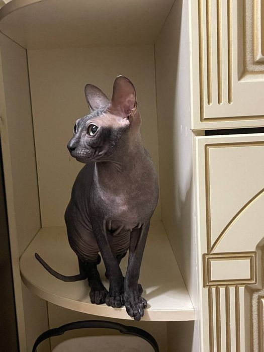 Продам Кота Свинкса