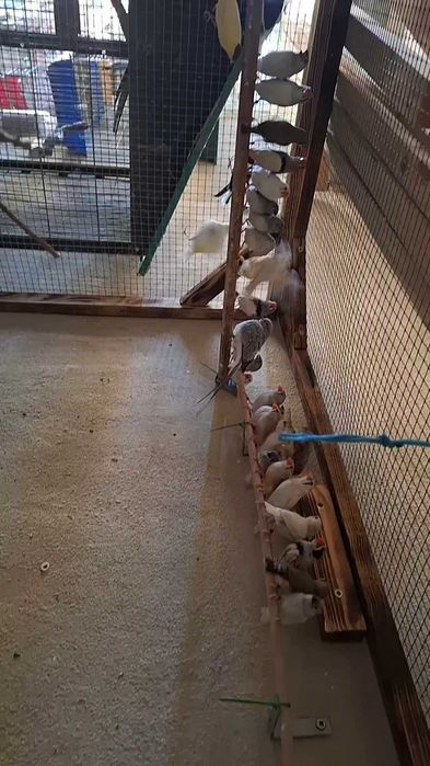 Animais para voarem para outras quintas