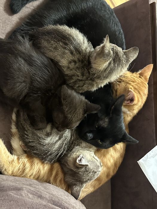 Отдаем котят в хорошие, домашние и теплые руки!