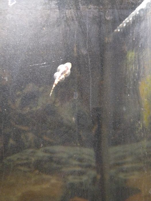 Псевдоскат  севилья