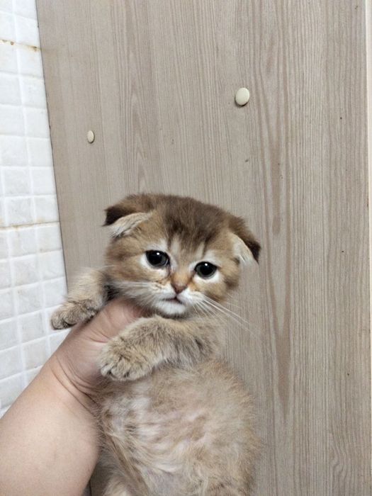 Скоттиш фолд девочка