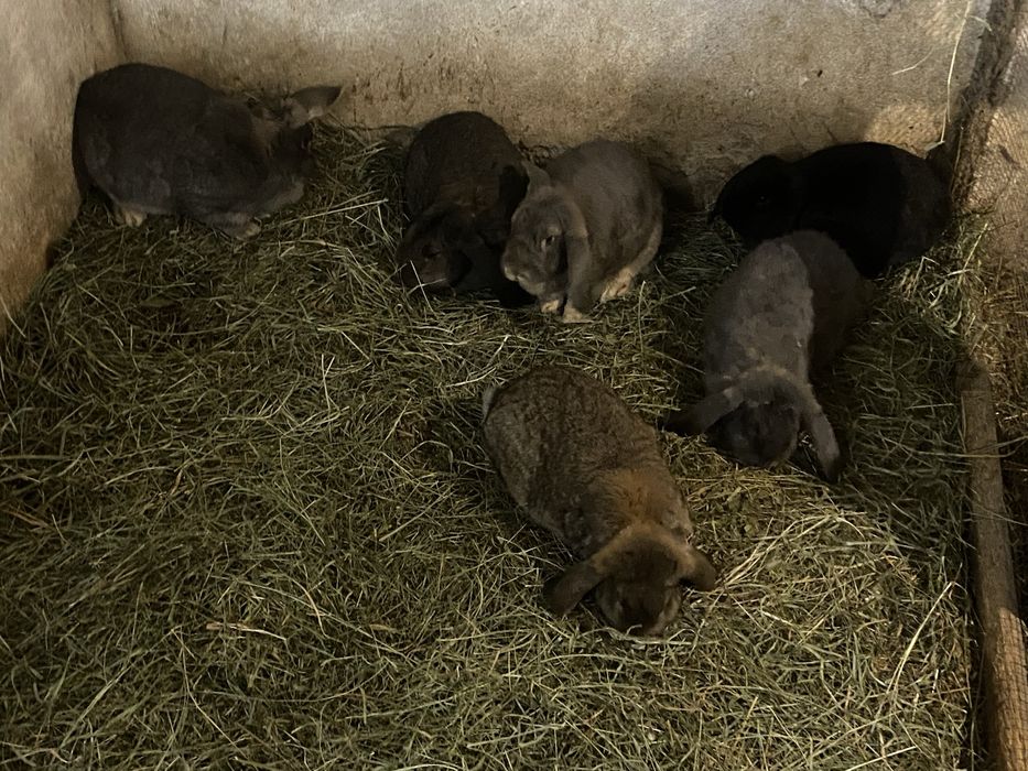 Króliki samice- baran francuski