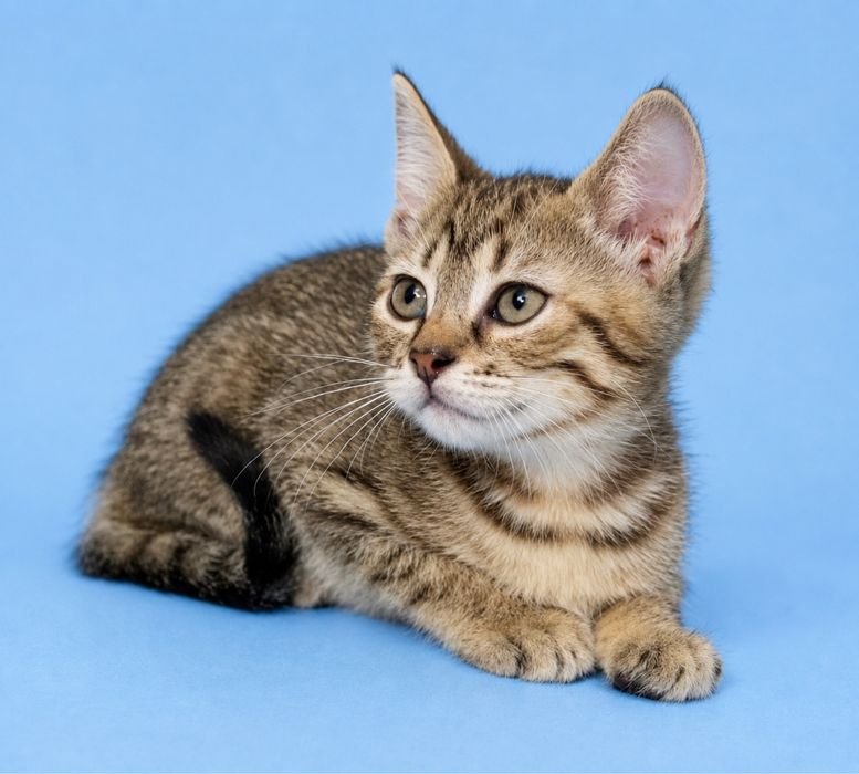 Кошечка 2мес табби серая тигровая кошеня котенок кішечка котята