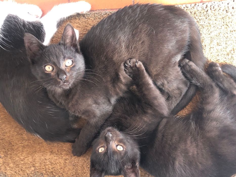 Gatinho preto para adoção responsável -