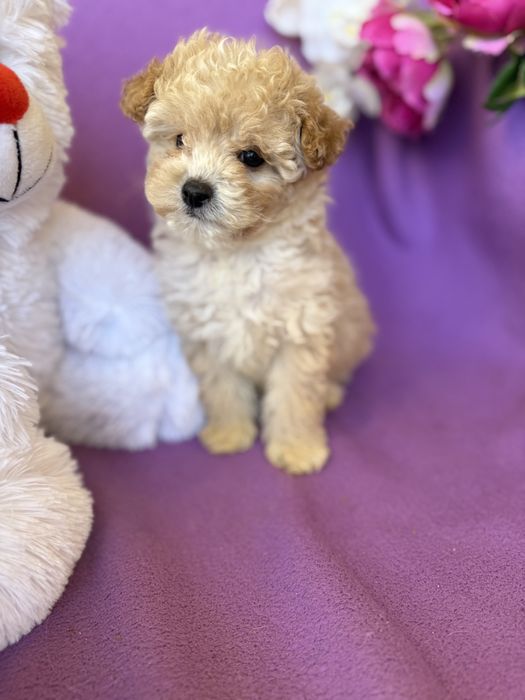 Породисті VIPмальтіпу