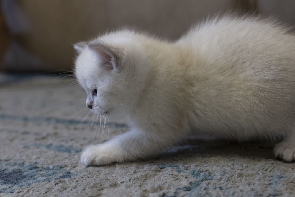 Gatinho scottish Straight