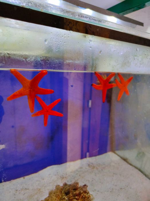 Rozgwiazda czerwona Fromia sp.  Starfish Red. Morskie