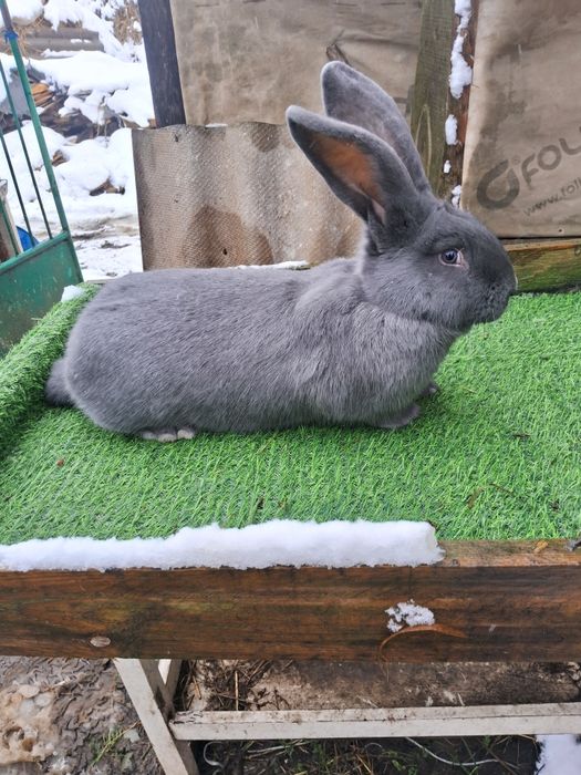 Кролі кролики німецький строкач,.