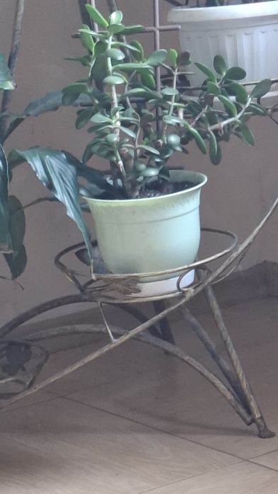 Продаю грошове дерево (красула)  Позняки/осокорки самовивіз