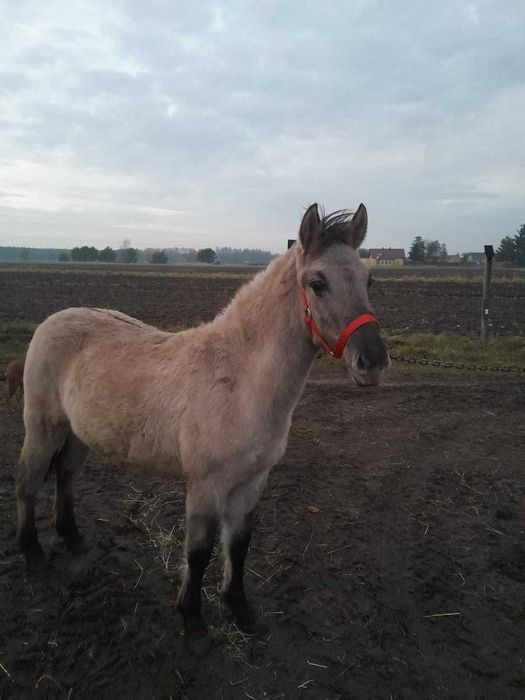 Klacz rasy Konik Polski