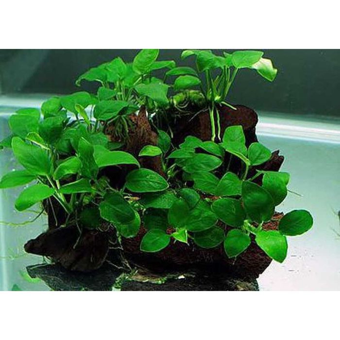 Креветка червона Сакура Чемпіон Red Fire та помаранчева Orange. Чиста