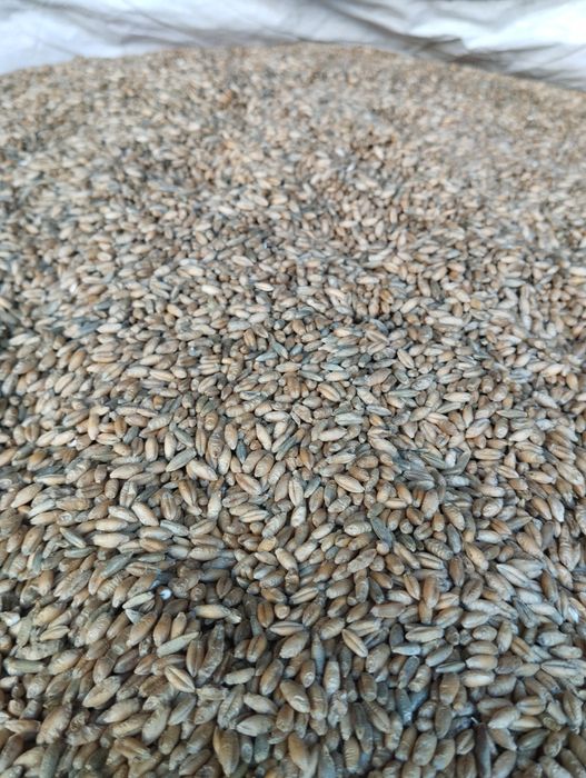 Sprzedam Jęczmień,pszenżyto