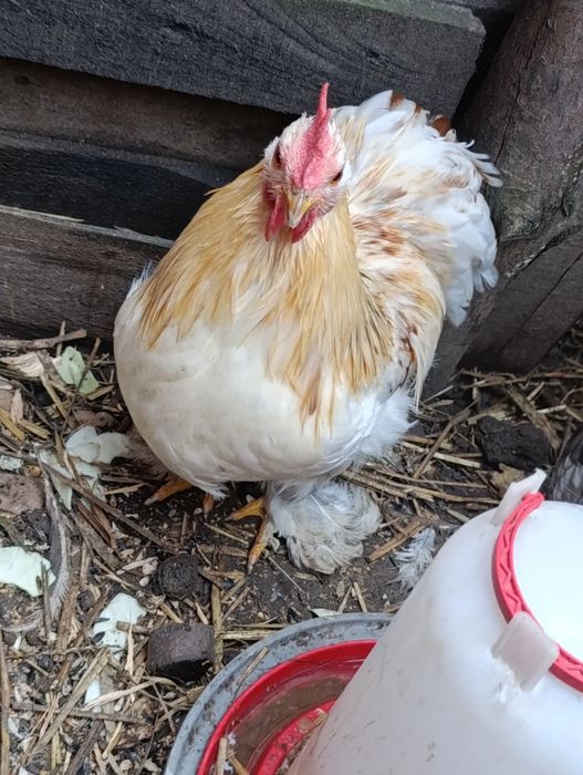 Para Kochina Miniaturowego