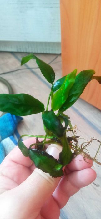 Anubias minima-roślina akwariowa