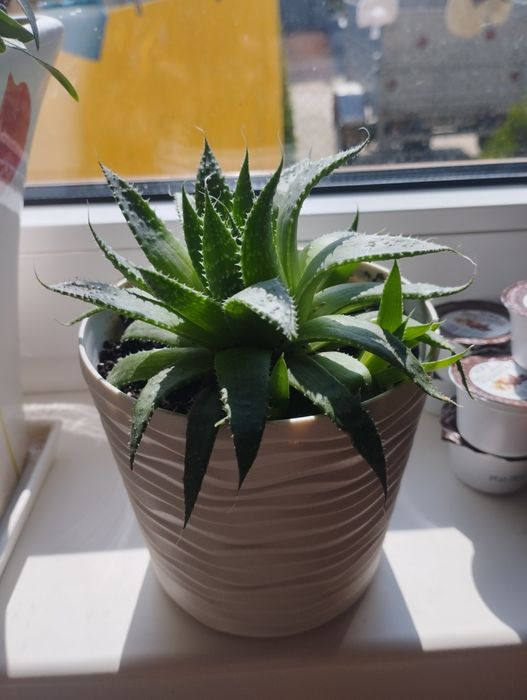 Суколенд,алое осисте(не хавортія)