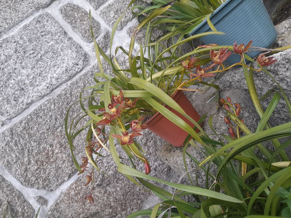 Vasos de orquídeas castanha e beje