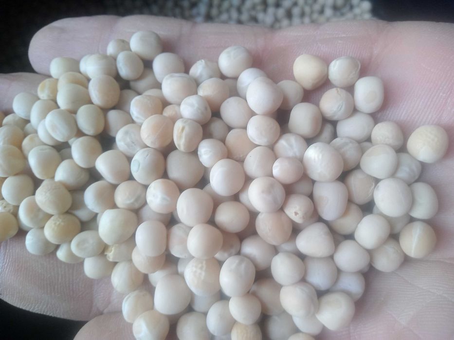 Продам горох мадонна