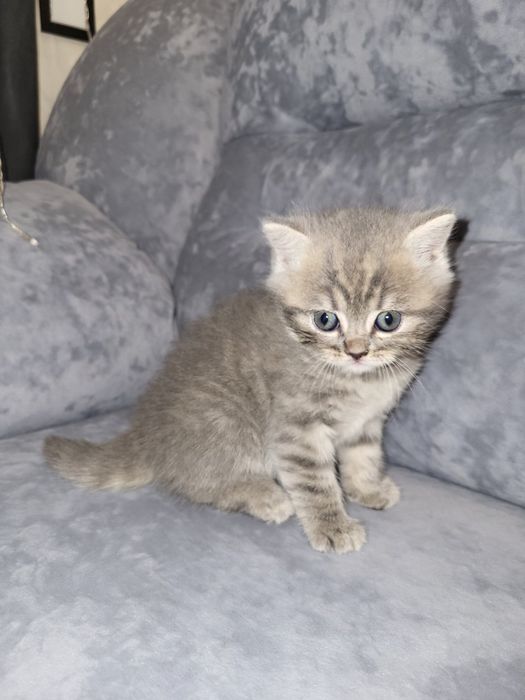 Шотландські чистокровні кошеннята .