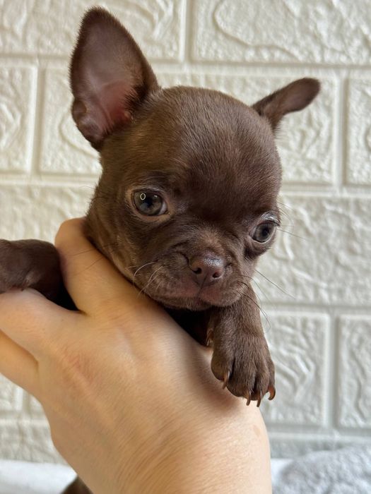 Хлопчик Чихуахуа шоколадний