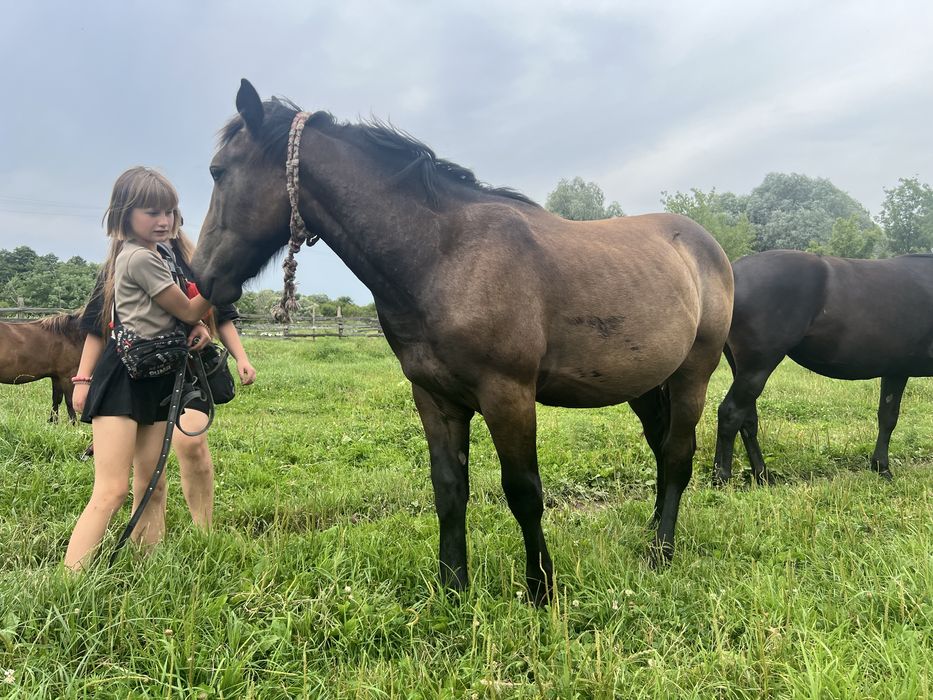 Продам лошадь,жеребець