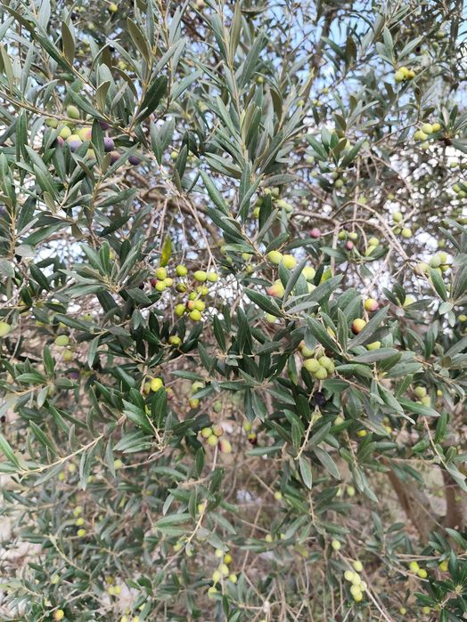 Vendo azeitonas para conserva, 100 por cento biológicas