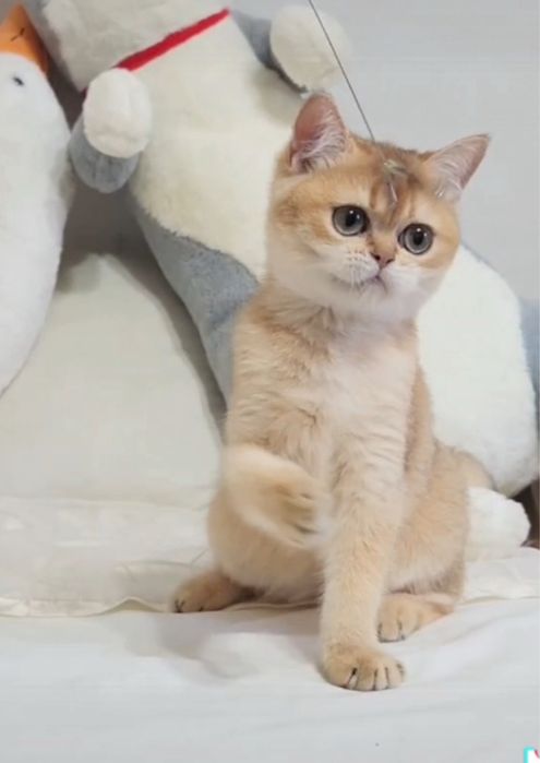 Шотландський хлопчик 4 місяці