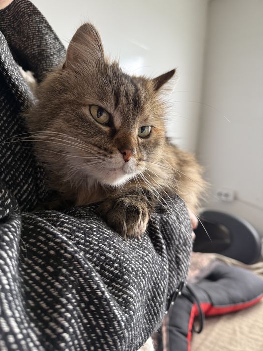 Кішка шукає дім з притулку в добрі руки кошка