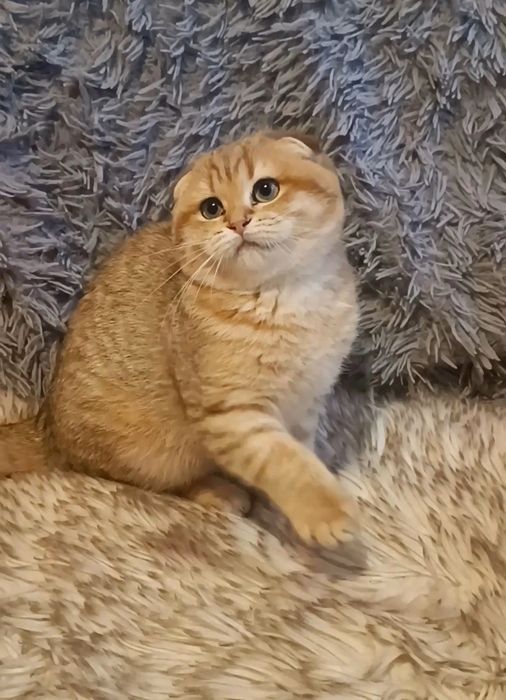 Красуня золота шиншила